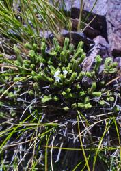 Veronica tetrasticha. Habit of female plant. Mt Torlesse, Canterbury.
 Image: P.J. Garnock-Jones © Te Papa CC-BY-NC 3.0 NZ